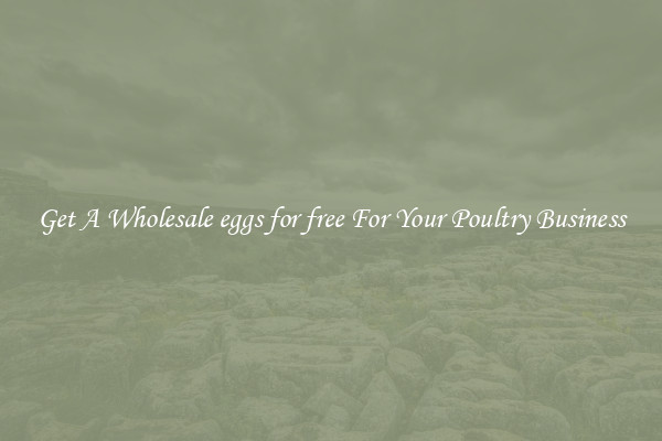 Get A Wholesale eggs for free For Your Poultry Business
